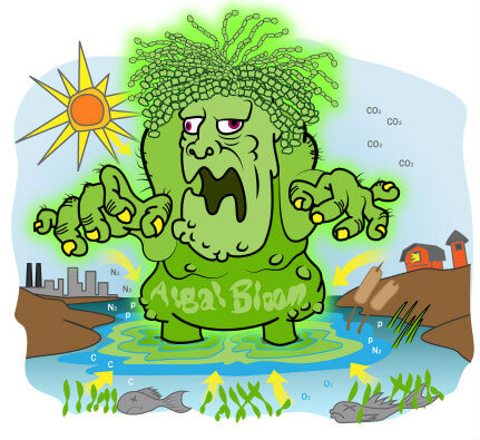 algalBloom_body1